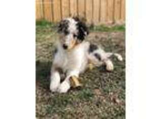 Collie Puppy for sale in Lowmansville, KY, USA