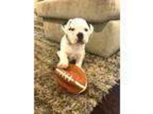Olde English Bulldogge Puppy for sale in Dallas, GA, USA