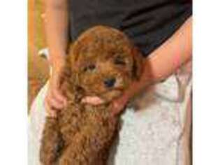 Mutt Puppy for sale in Trenton, NJ, USA