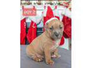 Mutt Puppy for sale in Wall, SD, USA
