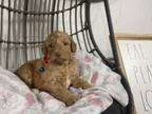 Goldendoodle Puppy for sale in Atco, NJ, USA