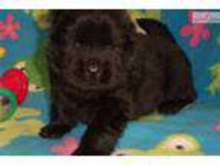 Chow Chow Puppy for sale in Columbia, MO, USA