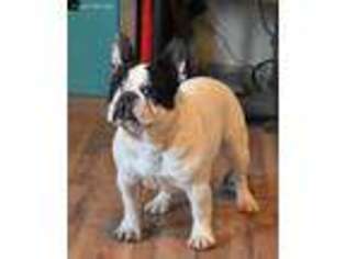 French Bulldog Puppy for sale in Sheldon, MO, USA
