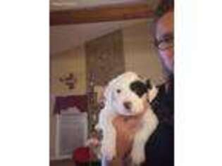 English Setter Puppy for sale in Troy, SC, USA