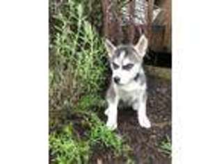 Siberian Husky Puppy for sale in Mount Solon, VA, USA