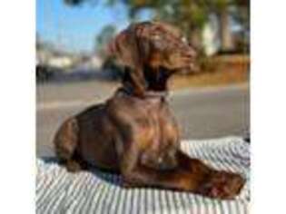 Doberman Pinscher Puppy for sale in Virginia Beach, VA, USA