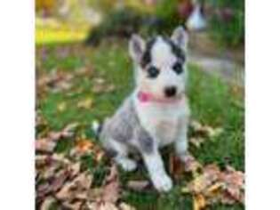 Siberian Husky Puppy for sale in Herkimer, NY, USA