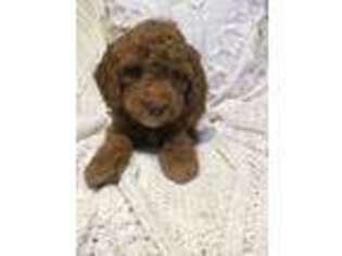 Goldendoodle Puppy for sale in Dalton, OH, USA
