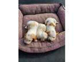 Basset Hound Puppy for sale in Eatonton, GA, USA