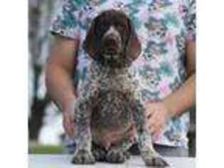 German Shorthaired Pointer Puppy for sale in Barryville, NY, USA