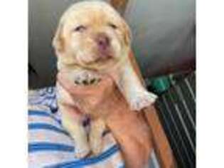 Labrador Retriever Puppy for sale in Dunnellon, FL, USA