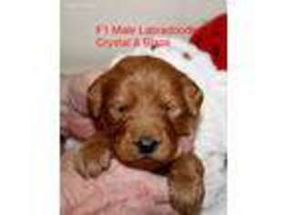 Labradoodle Puppy for sale in Flemington, NJ, USA