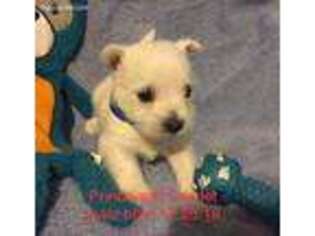 West Highland White Terrier Puppy for sale in Roland, AR, USA