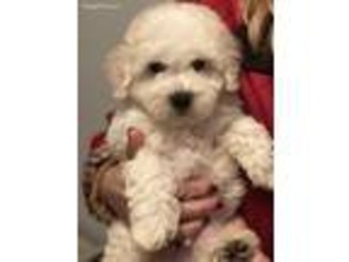 Bichon Frise Puppy for sale in Gurnee, IL, USA