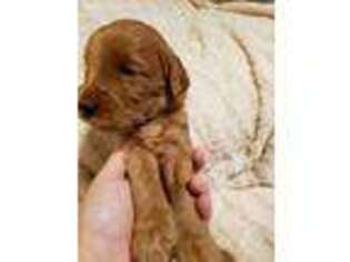 Goldendoodle Puppy for sale in Seymour, TN, USA