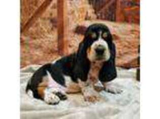 Basset Hound Puppy for sale in Rio Grande City, TX, USA