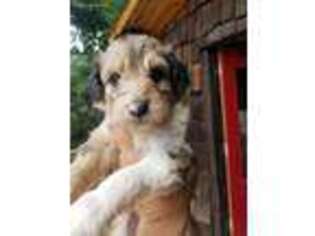 Mutt Puppy for sale in Roundup, MT, USA