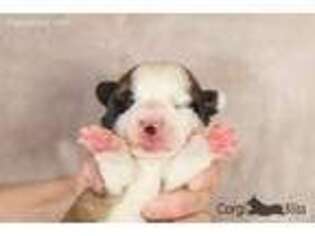 Pembroke Welsh Corgi Puppy for sale in Penobscot, ME, USA