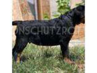 Rottweiler Puppy for sale in Pomona, CA, USA