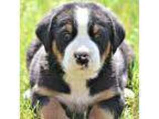 Greater Swiss Mountain Dog Puppy for sale in Bernville, PA, USA