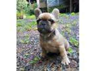 French Bulldog Puppy for sale in Mountain City, TN, USA