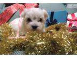 Shih-Poo Puppy for sale in Richmond, VA, USA