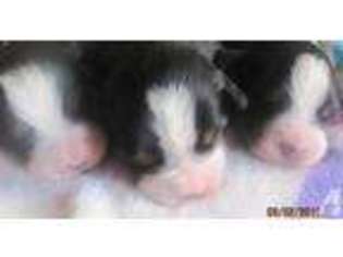 Bernese Mountain Dog Puppy for sale in CAMBRIDGE, OH, USA