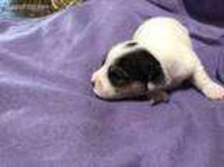 Jack Russell Terrier Puppy for sale in Avonmore, PA, USA