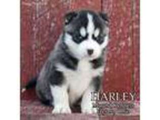 Siberian Husky Puppy for sale in Fresno, OH, USA