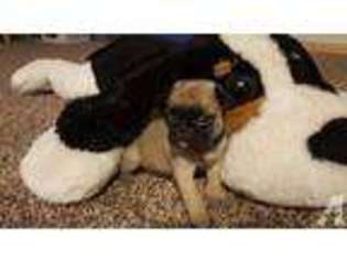Pug Puppy for sale in CEDAR SPRINGS, MI, USA
