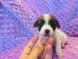 Jack Russell Terrier Puppy for sale in La Jara, CO, USA