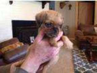 Brussels Griffon Puppy for sale in Maben, MS, USA