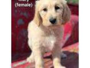 Goldendoodle Puppy for sale in Karlstad, MN, USA