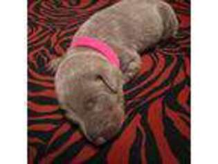 Doberman Pinscher Puppy for sale in Bladenboro, NC, USA