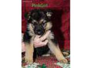 German Shepherd Dog Puppy for sale in Marshall, IL, USA
