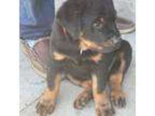 Rottweiler Puppy for sale in Faison, NC, USA
