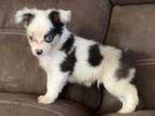 Miniature Australian Shepherd Puppy for sale in Hasty, CO, USA