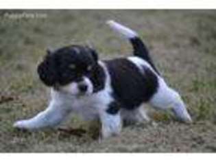 Cavachon Puppy for sale in Watertown, MN, USA
