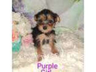 Yorkshire Terrier Puppy for sale in Afton, VA, USA