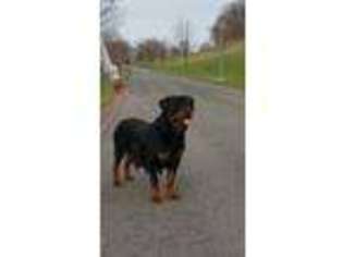 Rottweiler Puppy for sale in Hummelstown, PA, USA