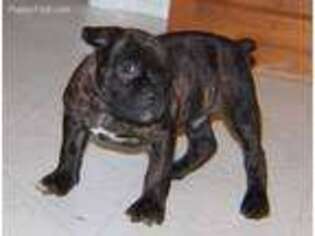 Olde English Bulldogge Puppy for sale in Kevil, KY, USA