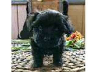Yorkshire Terrier Puppy for sale in Waukegan, IL, USA