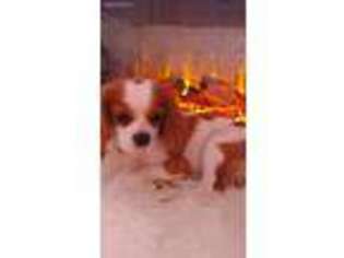 English Toy Spaniel Puppy for sale in Spring Hill, FL, USA