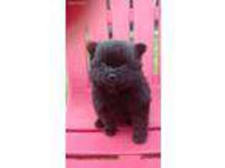 Pomeranian Puppy for sale in West Union, SC, USA