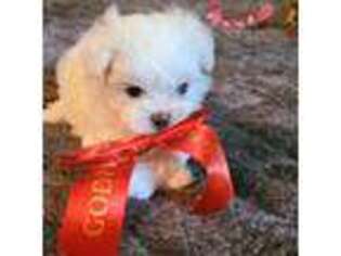 Maltese Puppy for sale in Cypress, CA, USA