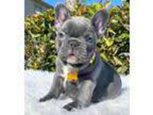 French Bulldog Puppy for sale in Springfield, PA, USA
