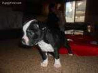 Boston Terrier Puppy for sale in Menifee, CA, USA