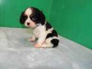 Cavalier King Charles Spaniel Puppy for sale in Paterson, NJ, USA