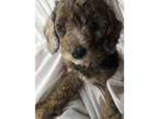Goldendoodle Puppy for sale in Newport, NY, USA