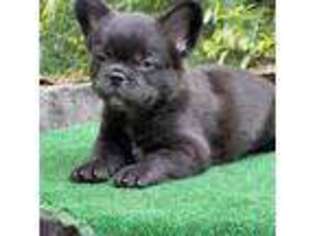 French Bulldog Puppy for sale in Norwalk, CT, USA